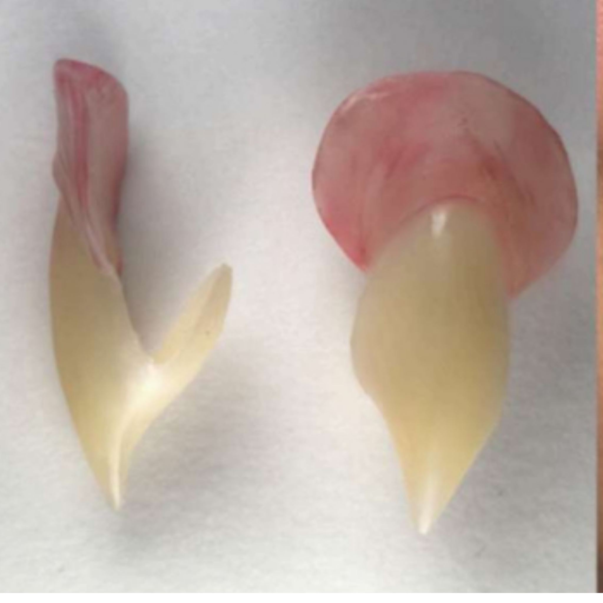 Realistic Vampire Fang Caps – Custom Reusable Single Fangs for Cosplay, Creatures & FX Makeup | Designer Bite Co