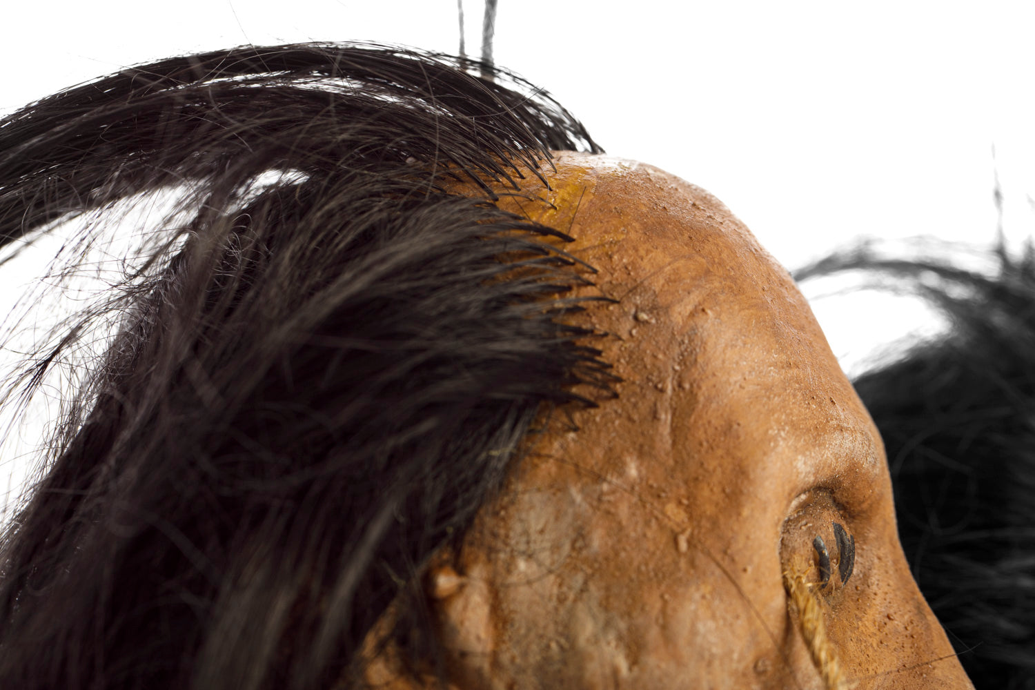 Shrunken head- Jivaro Tribe Warrior Trophy