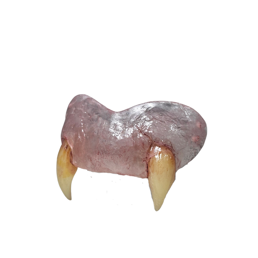 Serpent character teeth with elongated curved fangs, hand painted reptilian monster teeth prosthetic featuring comfort fit for cosplay FX makeup and creature characters
