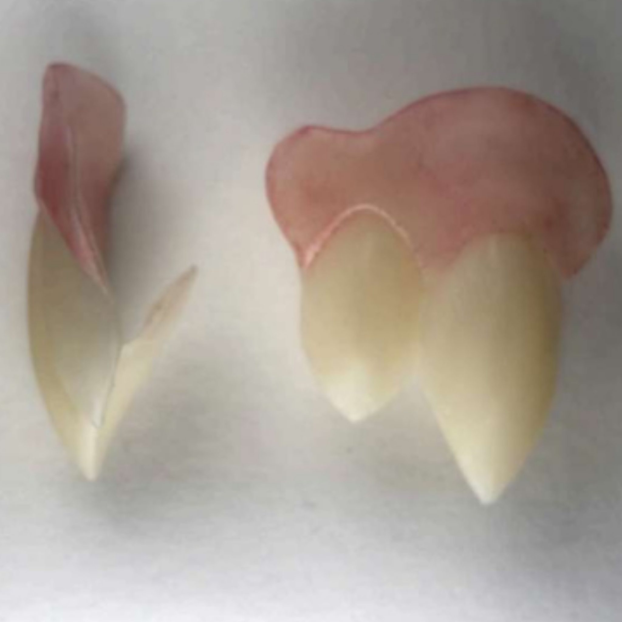 Realistic Vampire Fang Caps – Custom Reusable Single Fangs for Cosplay, Creatures & FX Makeup | Designer Bite Co