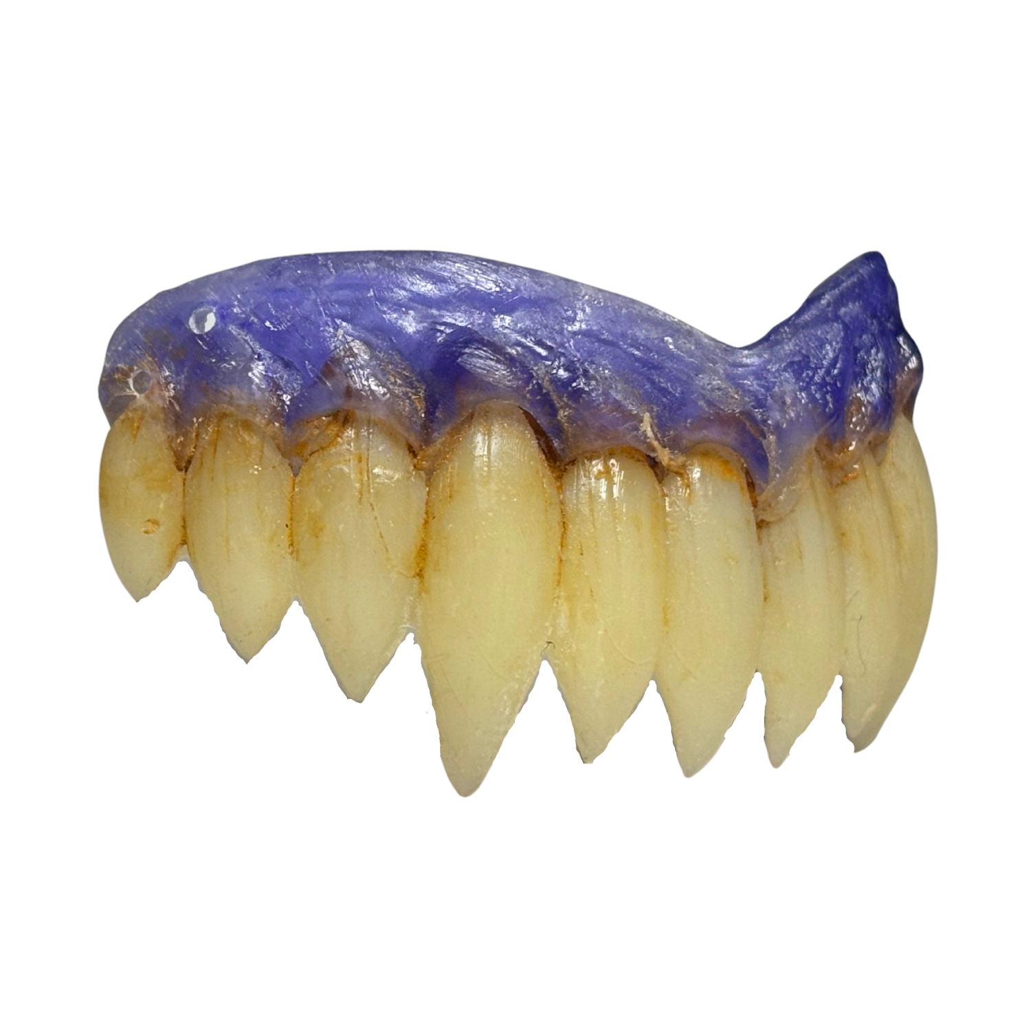 Purple gum monster rippers teeth prosthetic realistic creature teeth for cosplay film and special effects makeup

