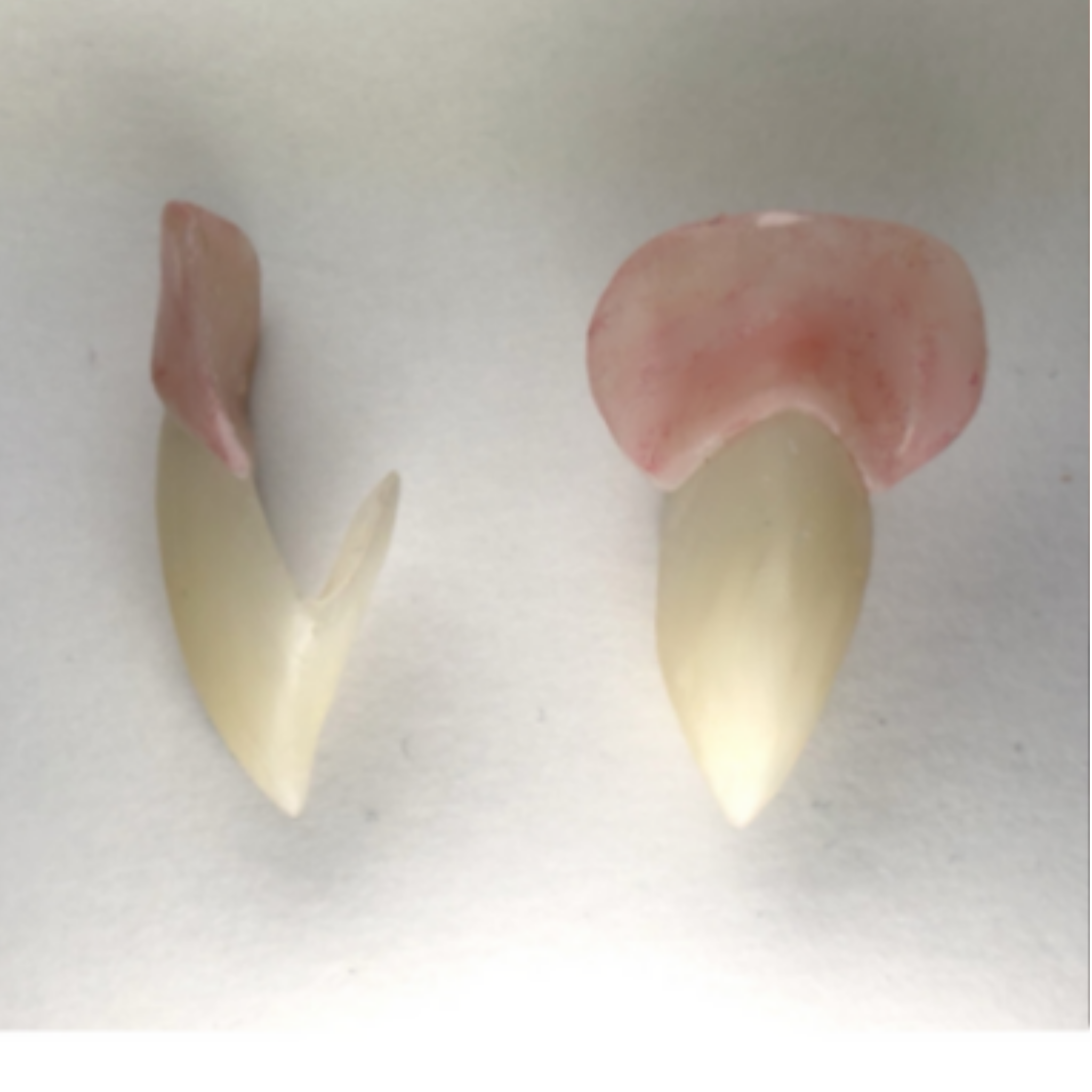 Realistic Vampire Fang Caps – Custom Reusable Single Fangs for Cosplay, Creatures & FX Makeup | Designer Bite Co