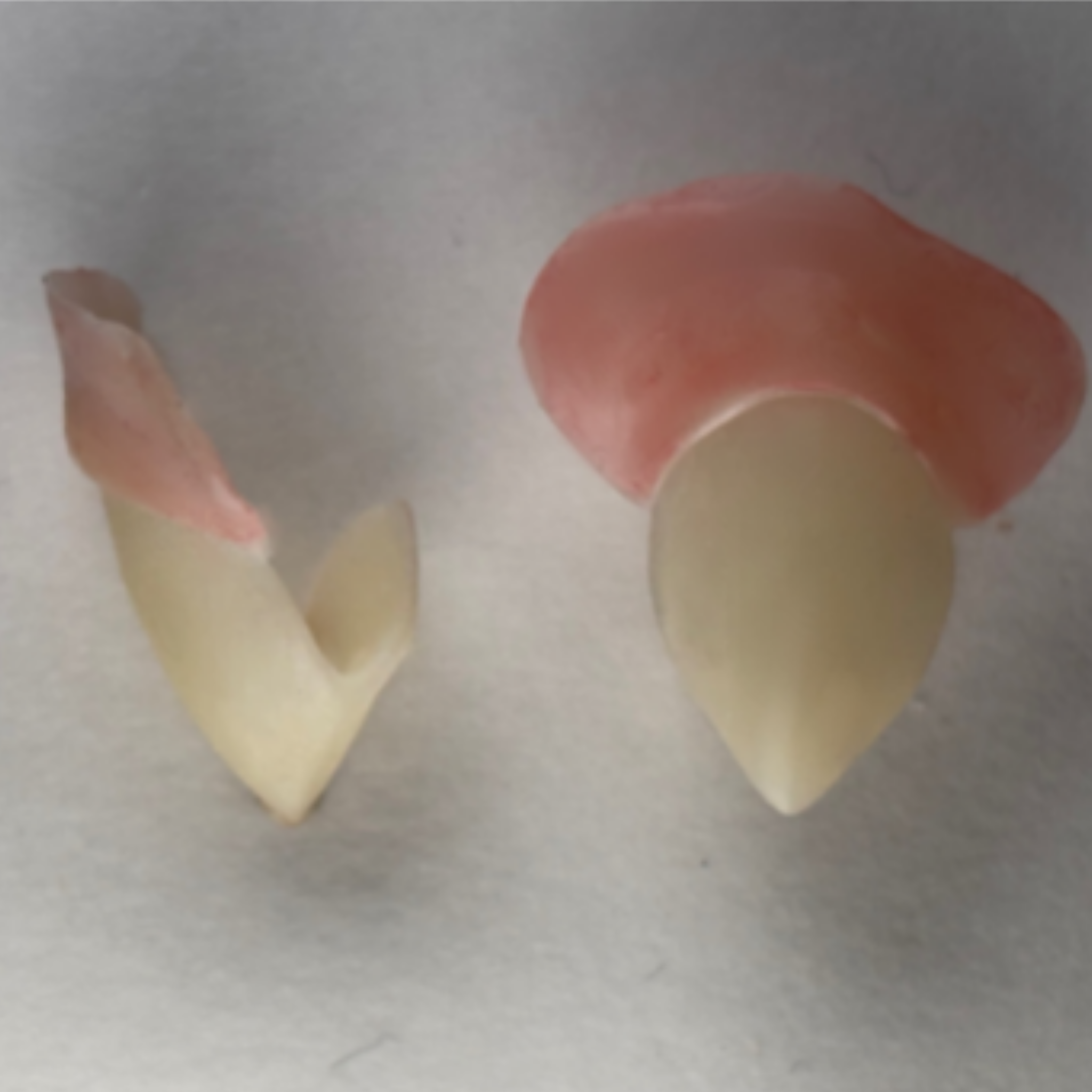 Realistic Vampire Fang Caps – Custom Reusable Single Fangs for Cosplay, Creatures & FX Makeup | Designer Bite Co